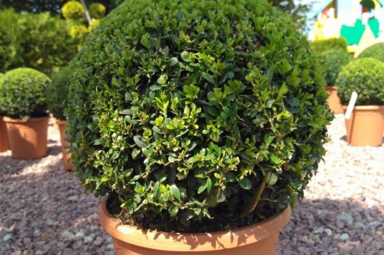 Освещение - Уход за самшитом