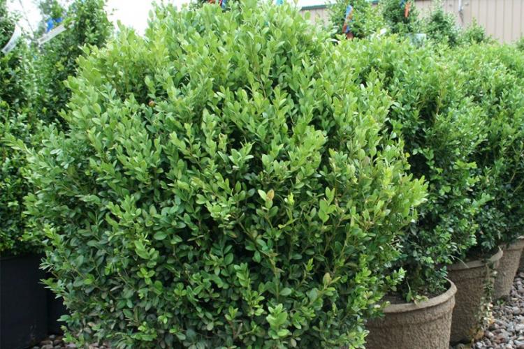 Удобрения и подкормка - Уход за самшитом