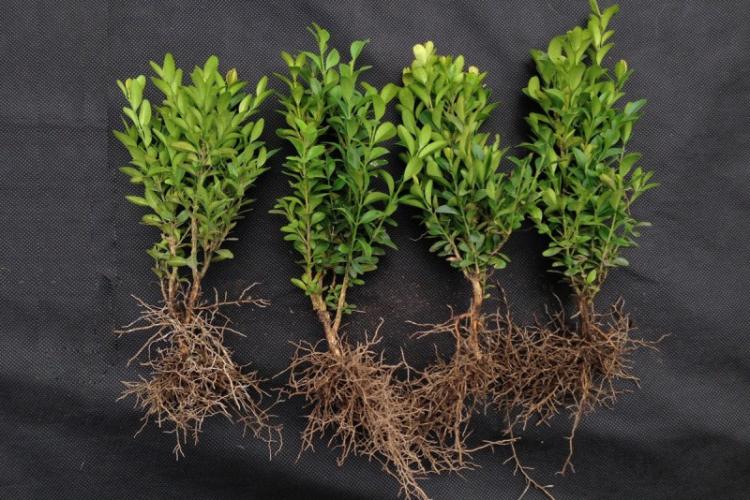 Посадка и размножение самшита