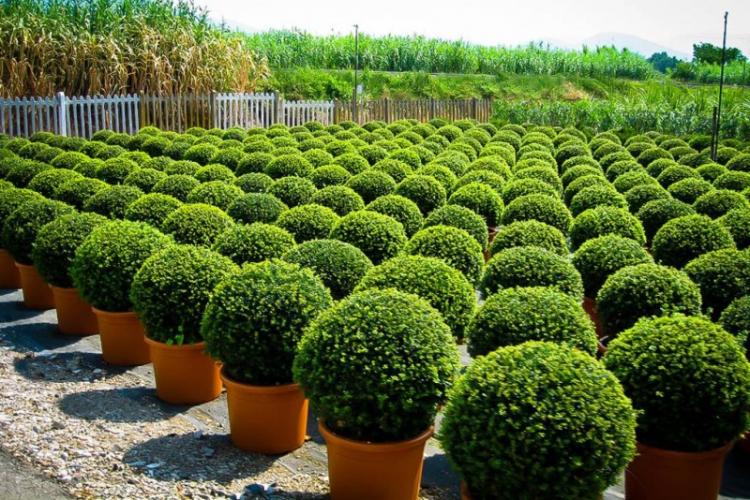 Самшит - фото