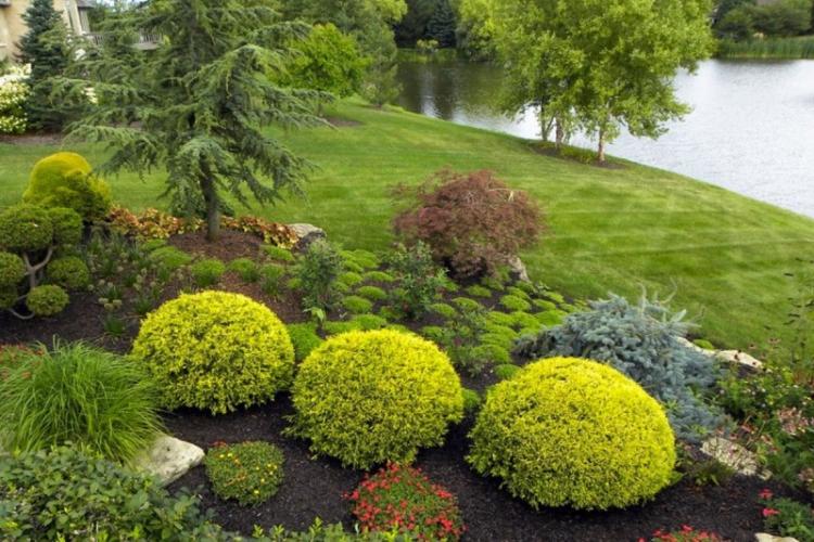 Самшит - фото