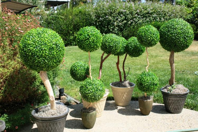 Самшит - фото