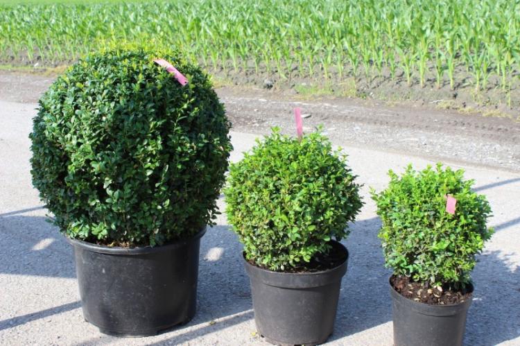 Самшит - фото