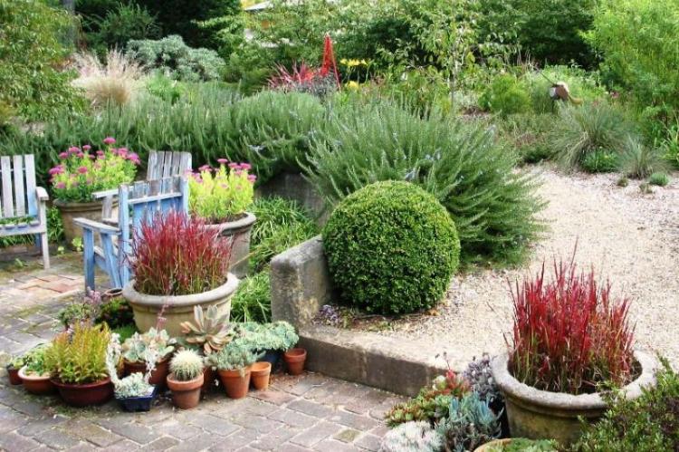 Самшит - фото