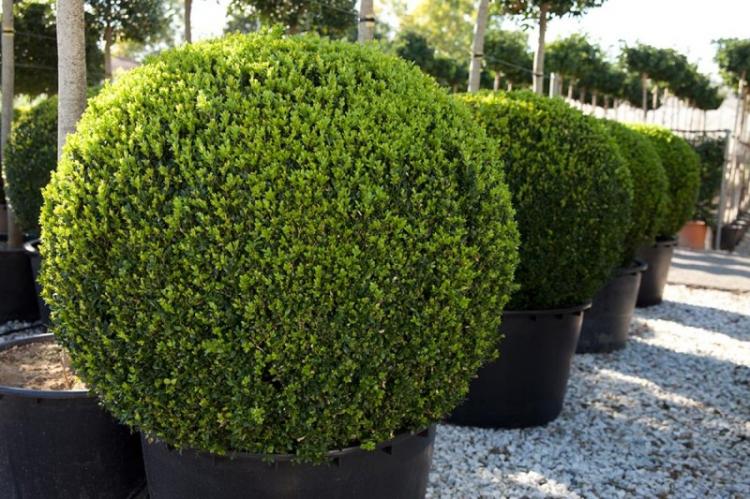 Самшит - фото