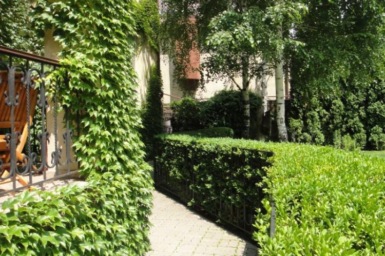 Самшит - фото