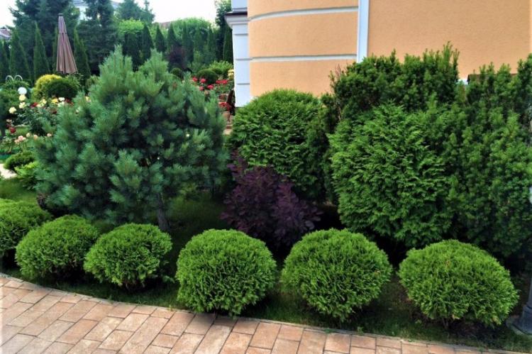 Самшит - фото