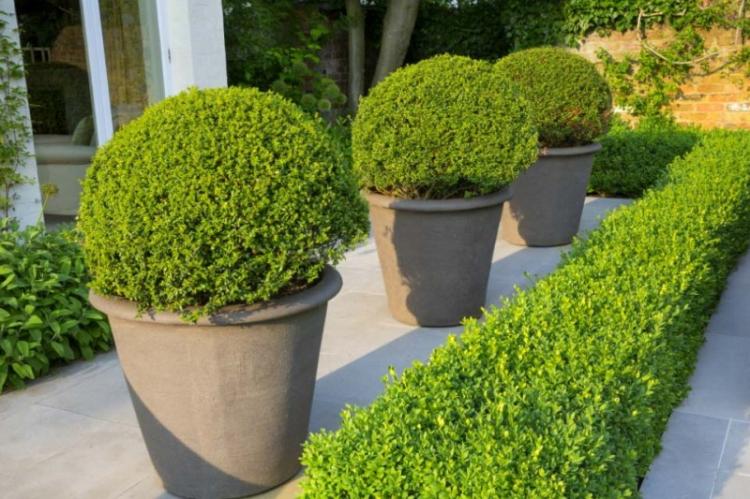 Самшит - фото