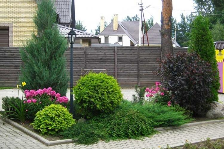 Самшит - фото