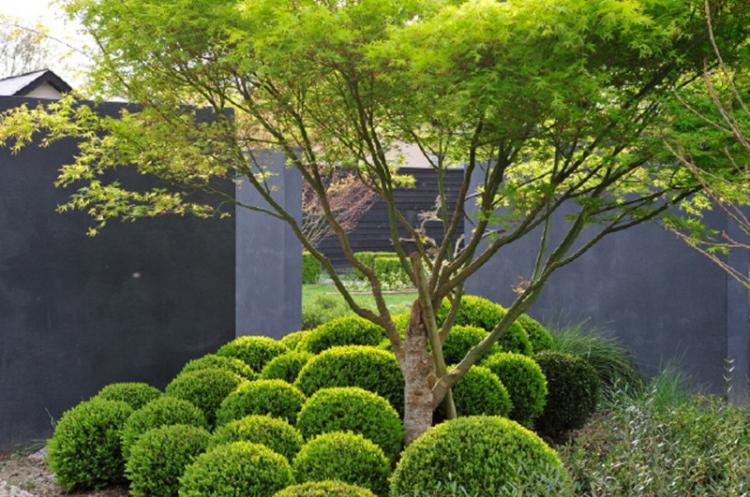 Самшит - фото