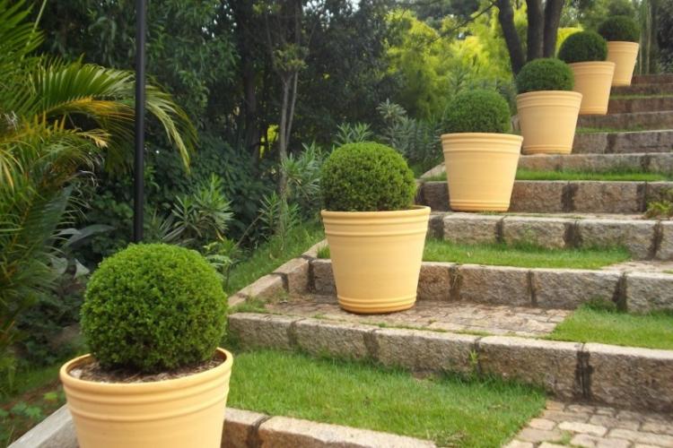 Самшит - фото