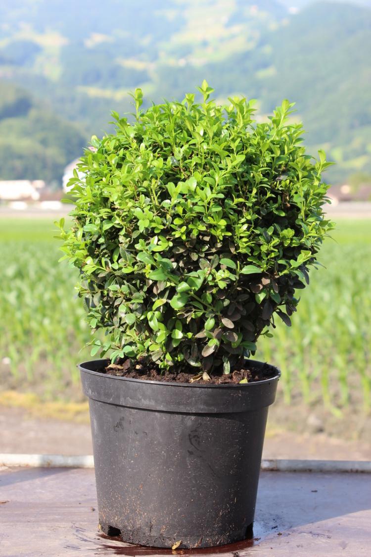 Самшит - фото