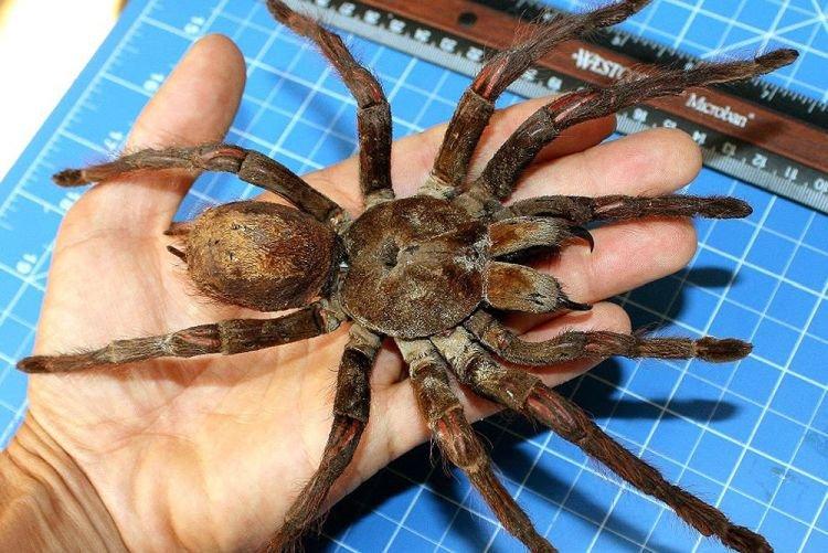 Терафоза Блонда - Самые большие пауки в мире