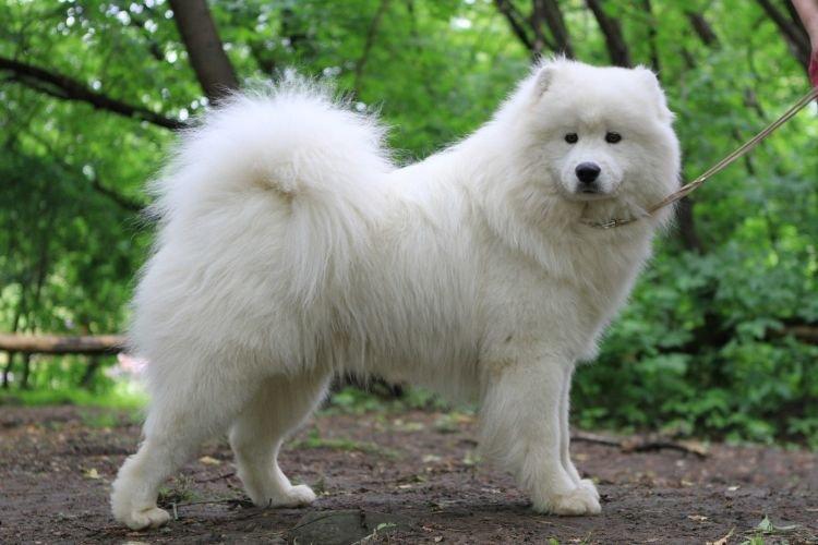 Самоедская лайка - Самые добрые породы собак