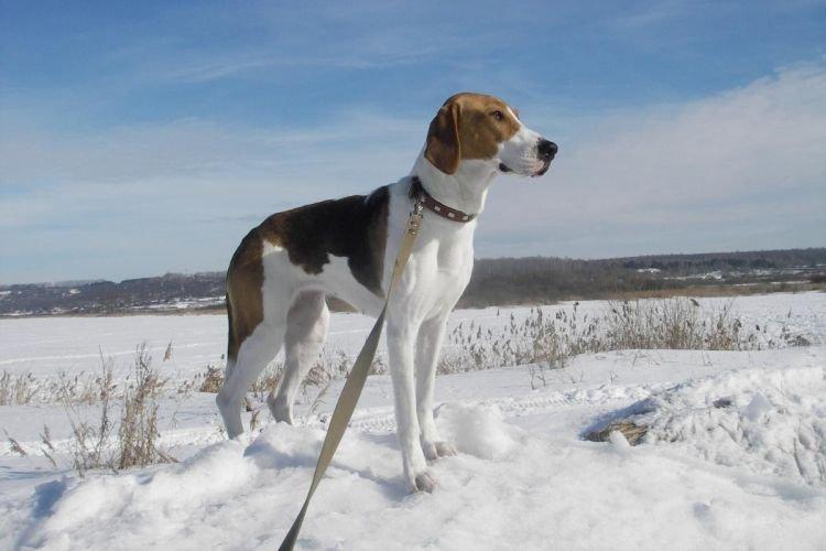 Русская гончая - Самые добрые породы собак