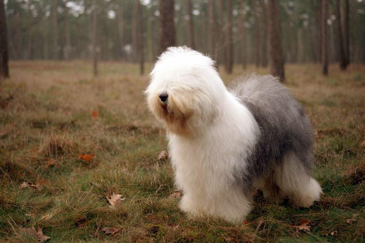 Бобтейл - Самые добрые породы собак