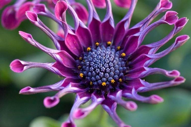 Африканская маргаритка - Самые красивые цветы в мире