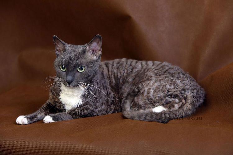 Немецкий рекс - Самые красивые породы кошек