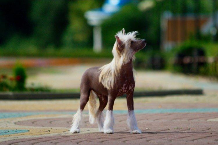 Китайская хохлатая собака - Самые маленькие собаки в мире