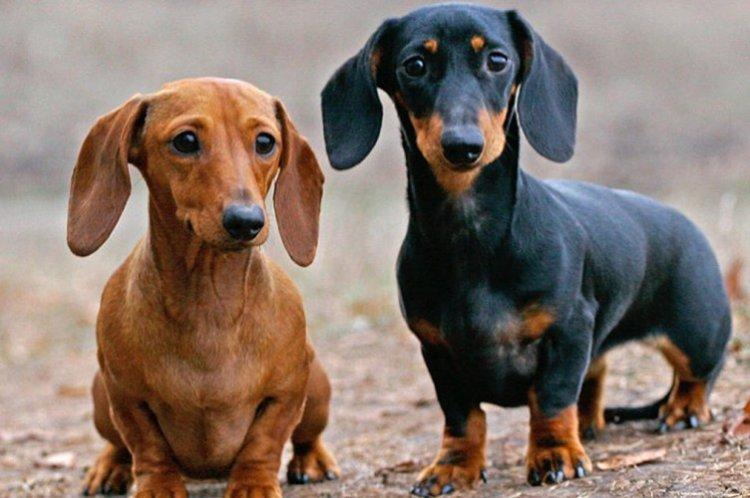 Кроличья такса - Самые маленькие собаки в мире