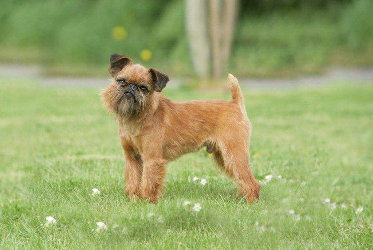 Брюссельский грифон - Самые маленькие собаки в мире