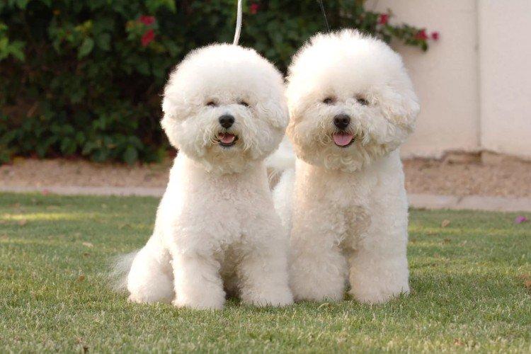 Болоньез - Самые маленькие собаки в мире