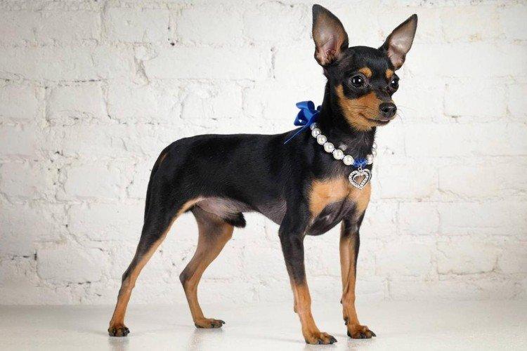 Пражский крысарик - Самые маленькие собаки в мире