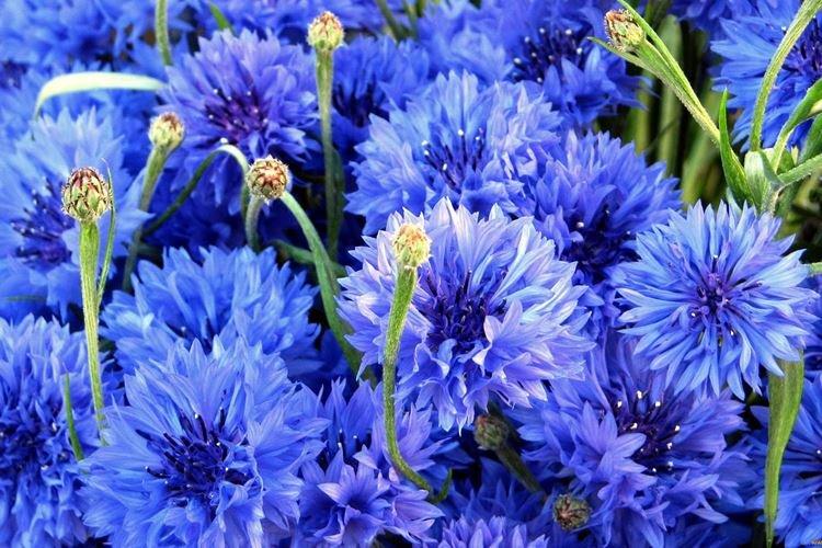 Василек - Самые неприхотливые цветы для дачи