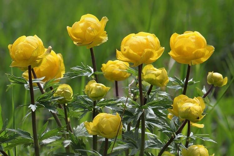 Купальница - Самые неприхотливые цветы для дачи