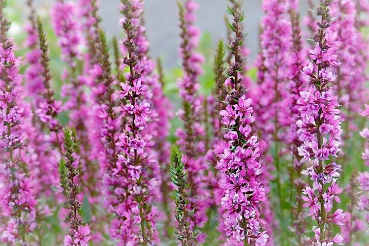 Дербенник - Самые неприхотливые цветы для дачи