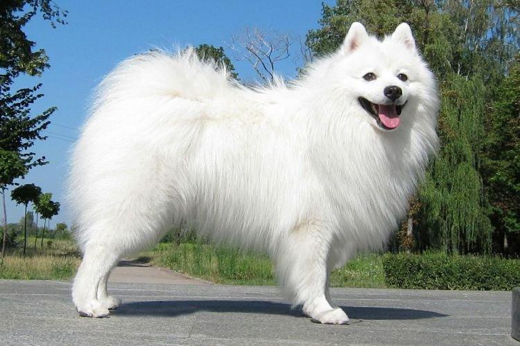 Японский шпиц - Самые послушные породы собак