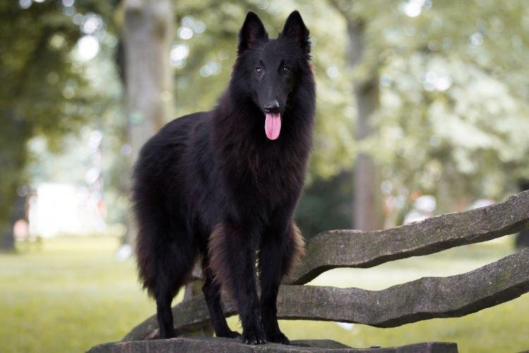 Бельгийская овчарка - Самые умные породы собак