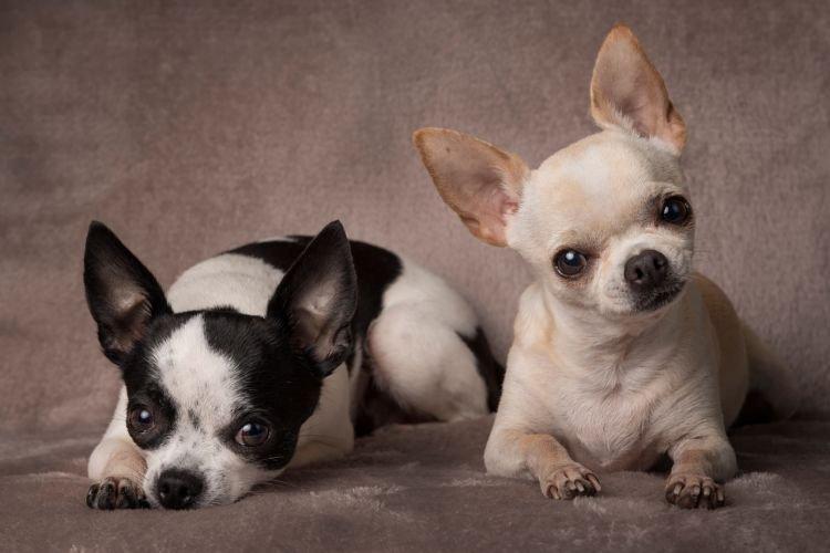 Чихуахуа - Самые умные породы собак