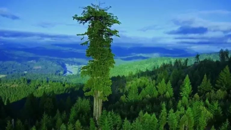 Самые высокие деревья в мире: удивительные рекорды природы Самые высокие деревья в мире: удивительные рекорды природы