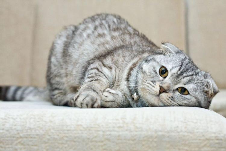 Уход - Шотландские вислоухие кошки