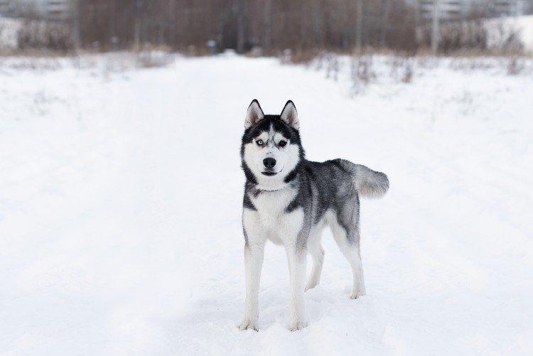 Прогулки - Уход за хаски