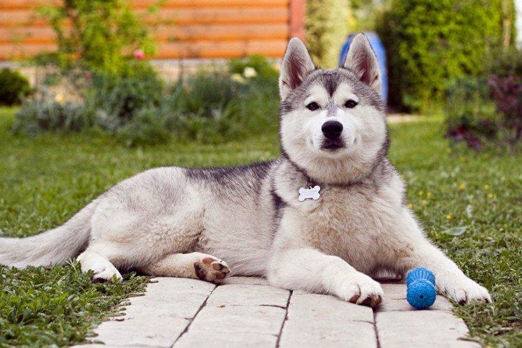 Сибирский хаски - фото