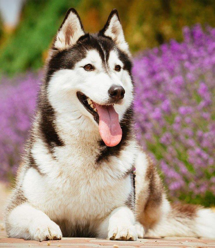 Сибирский хаски - фото