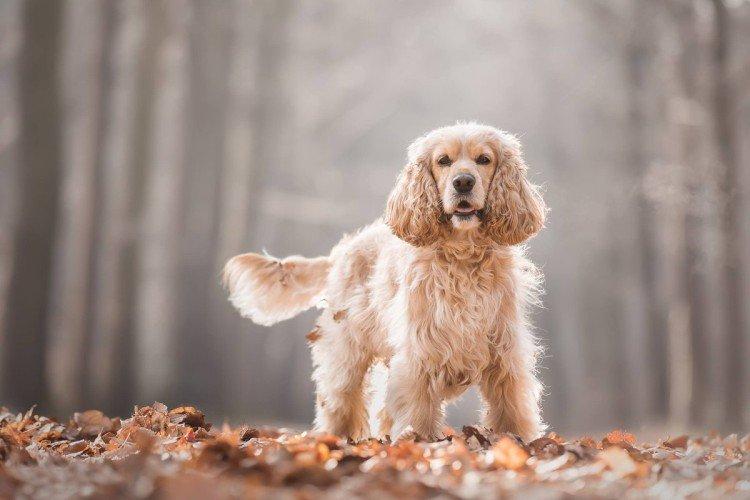 Ветеринарный контроль - Сколько живут собаки