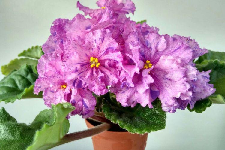 Сорта фиалок: фото, названия и описание (каталог)