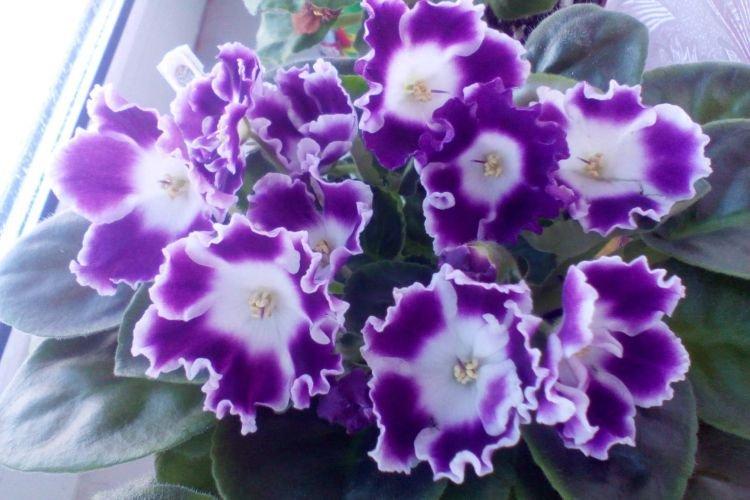 Сорт фиалки Черничный десерт