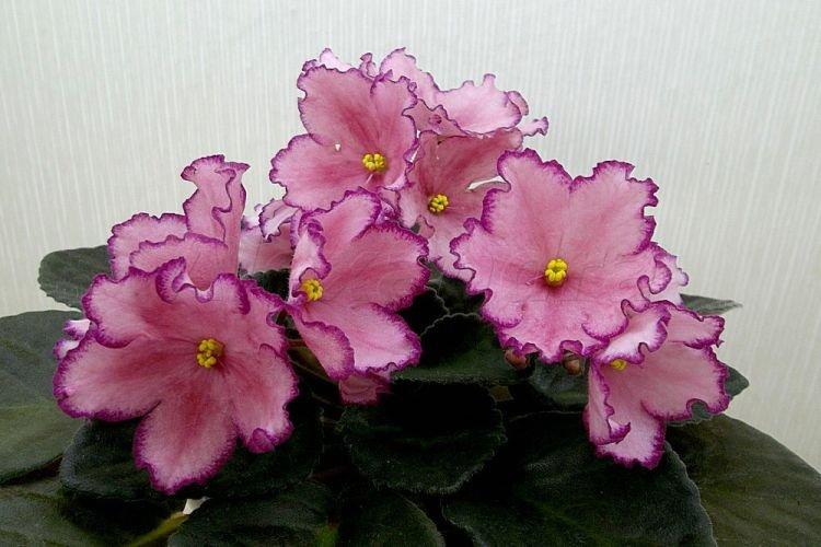 Сорт фиалки Austin’s Smile