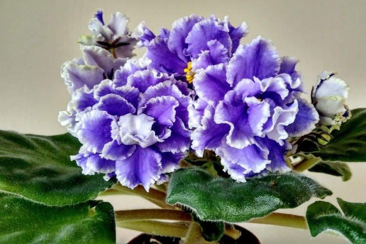 Сорт фиалки Первая красавица