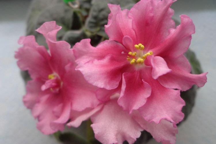 Сорт фиалки Миндаль