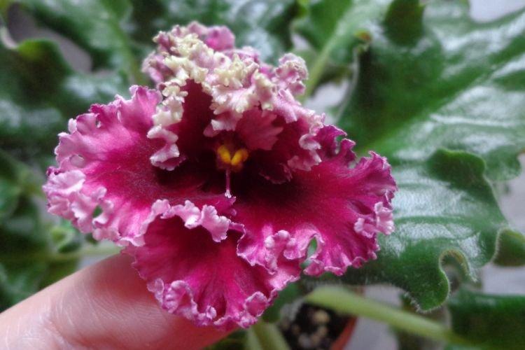 Сорт фиалки Огненные мотыльки