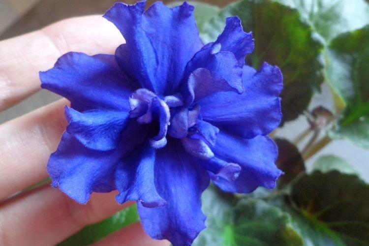 Сорт фиалки Темная ночь