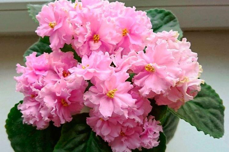 Сорт фиалки Ваше Величество