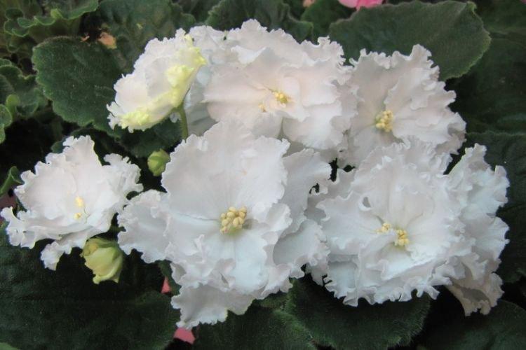 Сорт фиалки Джиллиан