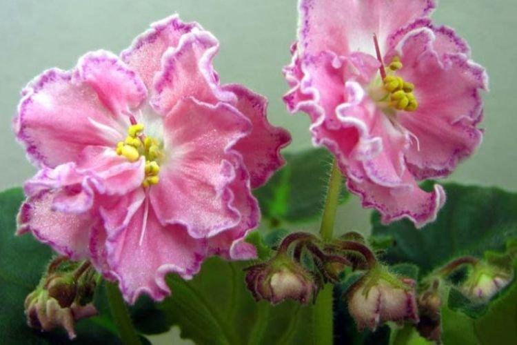 Сорт фиалки Душечка