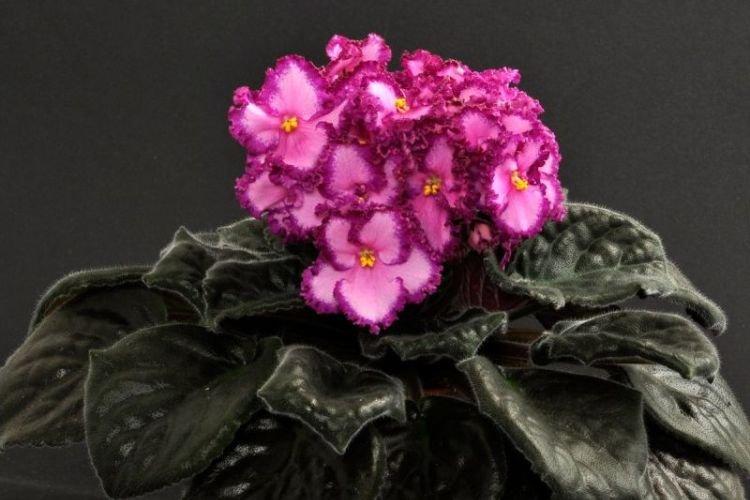 Сорт фиалки Lyon‘s Pirate‘s Treasure